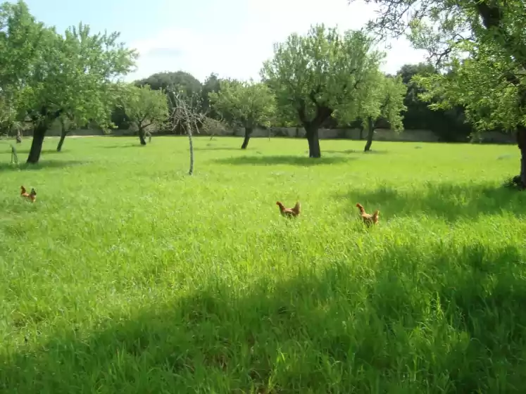 Ferienhaus auf Sa figuera blanca, Búger