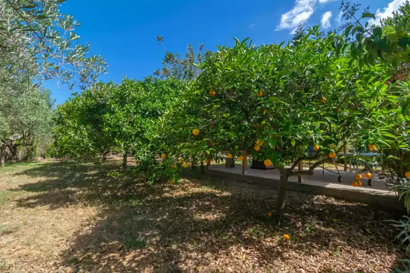 Location de vacances à Pili, Felanitx