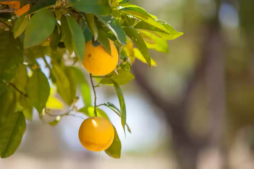 Holiday rentals in Can moscari, Inca