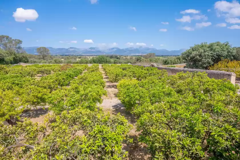 Holiday rentals in Son real, Sencelles