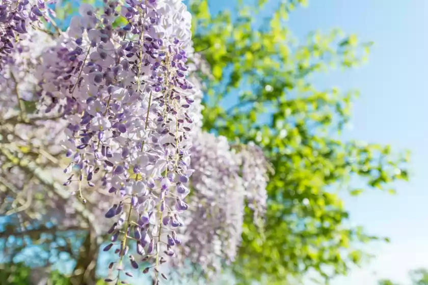 Holiday rentals in Sa conca, Porto Cristo