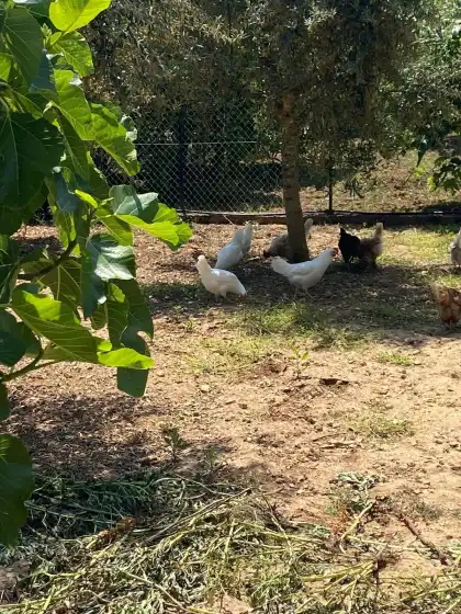 Holiday rentals in Can pereó, Selva