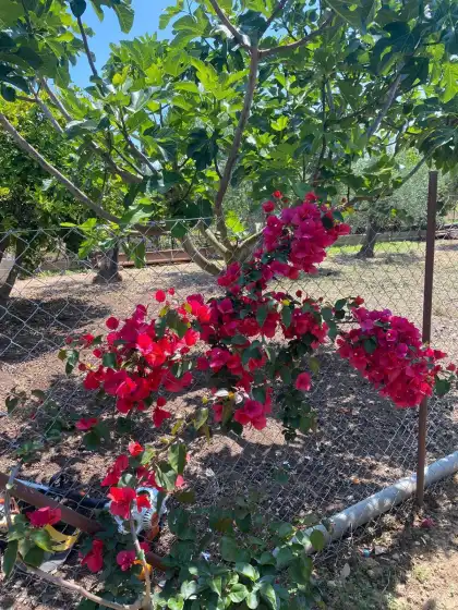 Holiday rentals in Can pereó, Selva