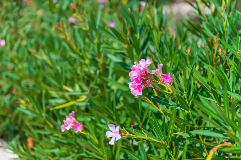 Location de vacances à Can pina - eco cascada -, Costitx