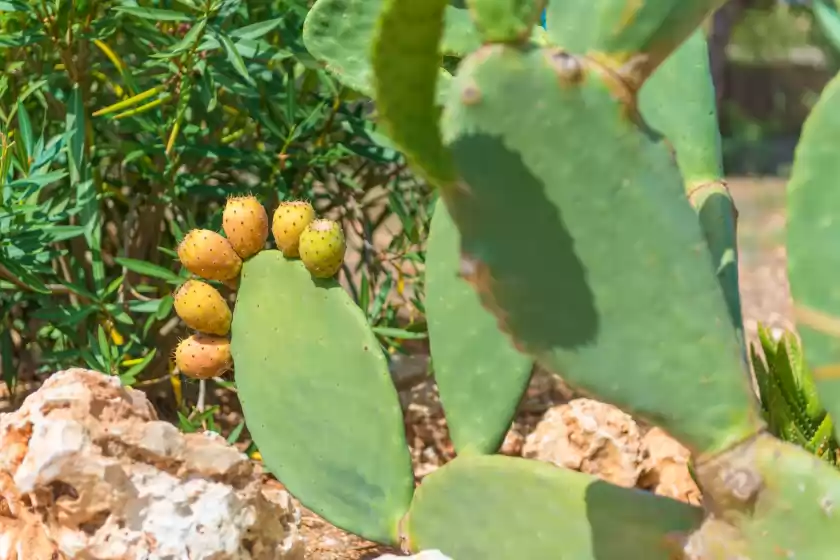 Location de vacances à Can pina - eco cascada -, Costitx