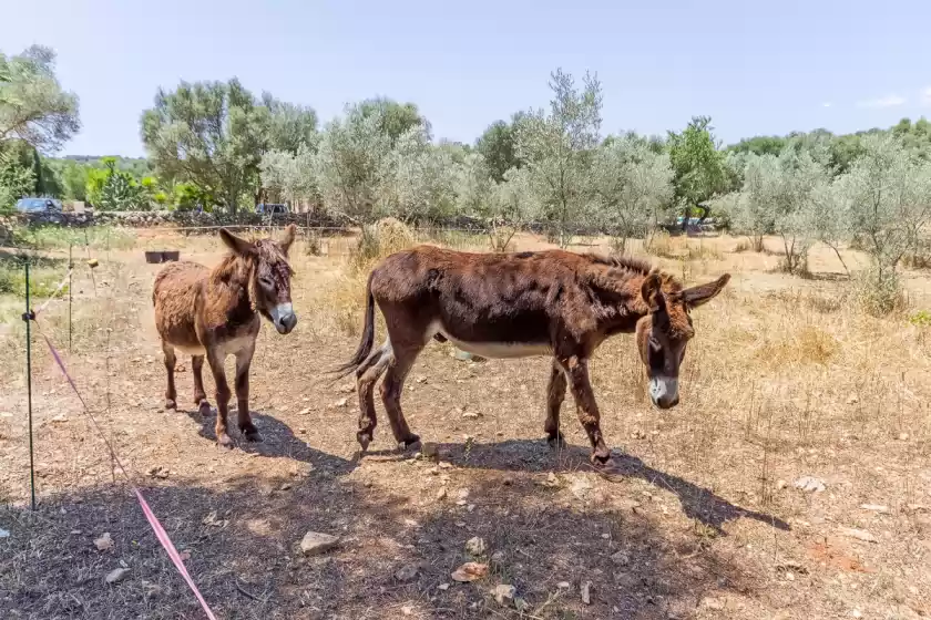 Holiday rentals in Can pina - eco groc -, Costitx