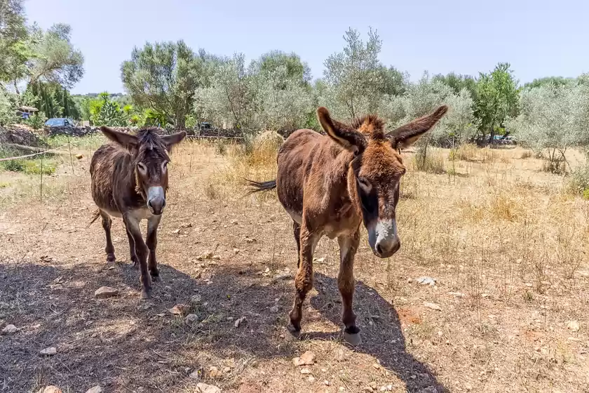 Ferienhaus auf Can pina - eco redonda 1 -, Costitx
