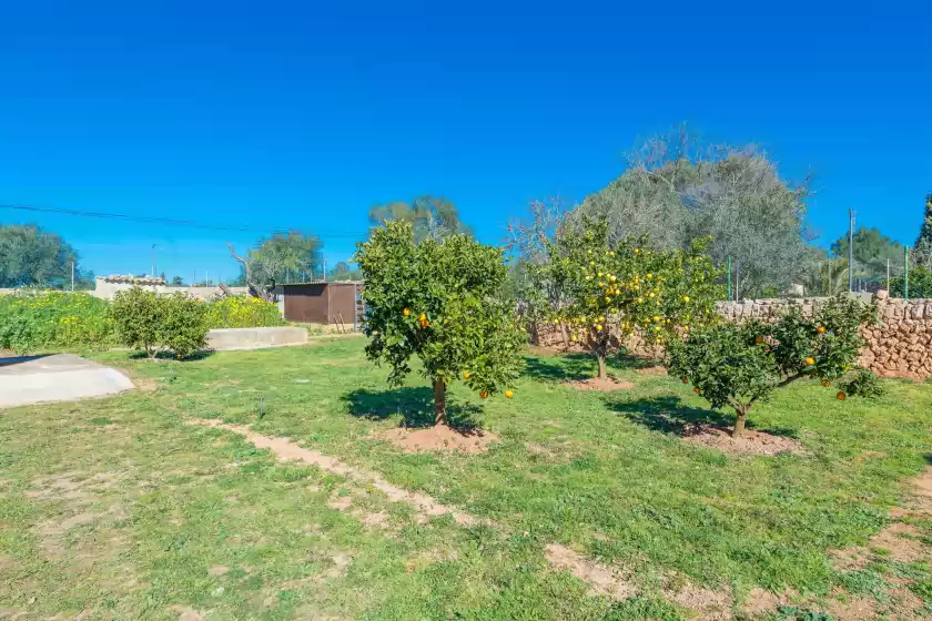 Holiday rentals in Las piedras, Llucmajor