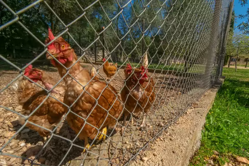 Holiday rentals in Can prim 6, Sant Llorenç des Cardassar