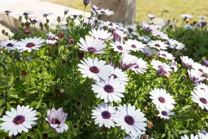 Ferienhaus auf Sa cova dor, Santa Margalida