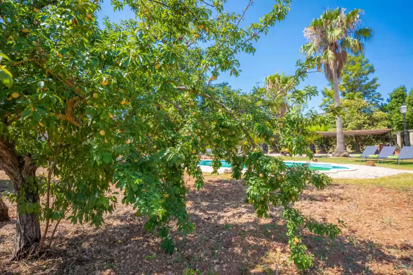 Holiday rentals in Son figuerola, Inca