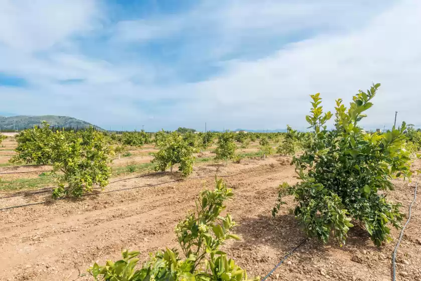 Ferienhaus auf Els tarongers de son gallina, Sa Pobla