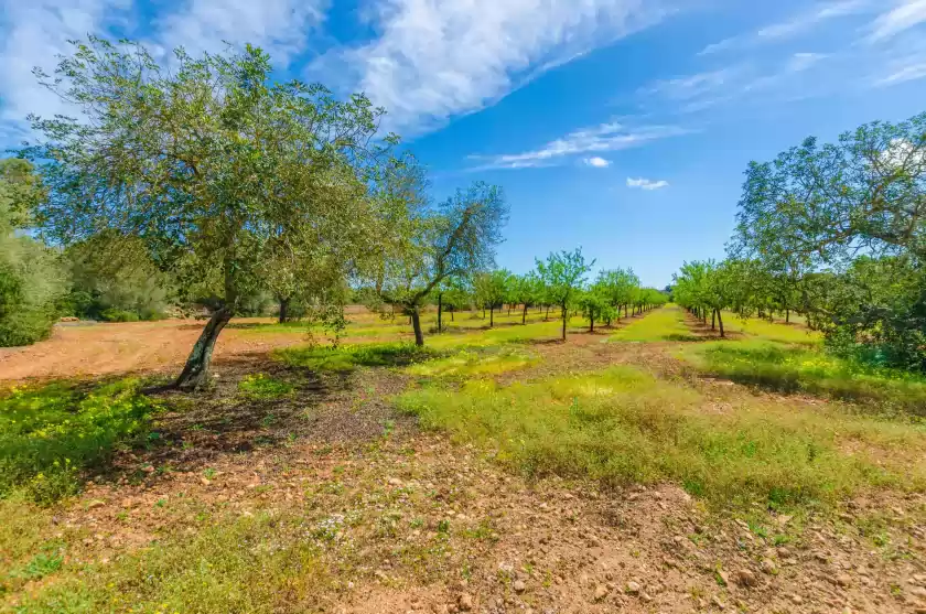 Alquiler vacacional en Can fosquet, Llucmajor