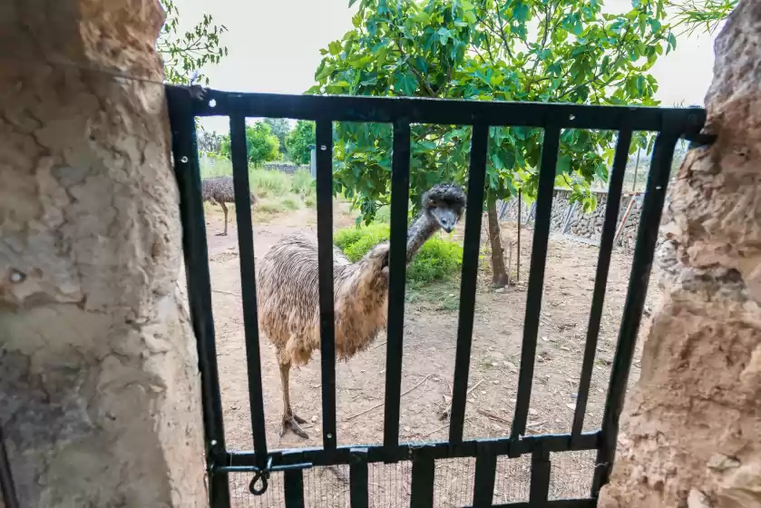 Alquiler vacacional en Sa vinyota, Llubí