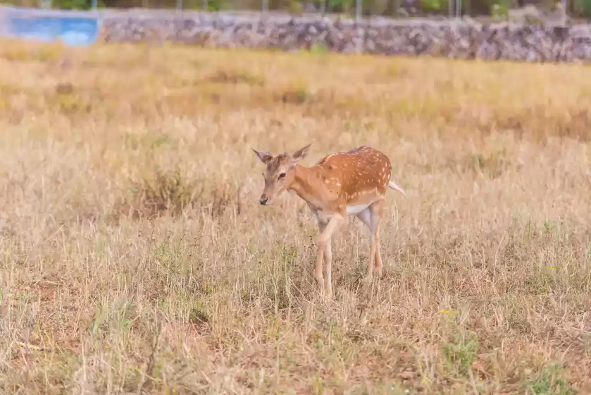 Alquiler vacacional en Sa vinyota, Llubí