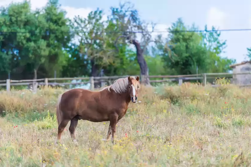 Alquiler vacacional en Sa vinyota, Llubí