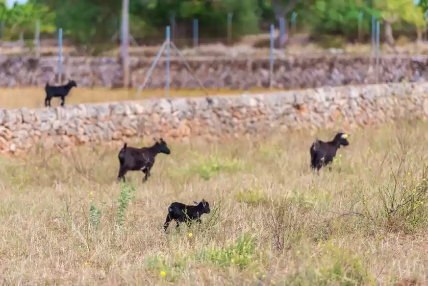 Alquiler vacacional en Sa vinyota, Llubí