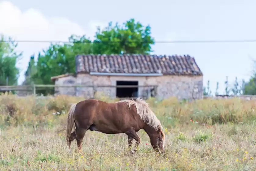 Alquiler vacacional en Sa vinyota, Llubí