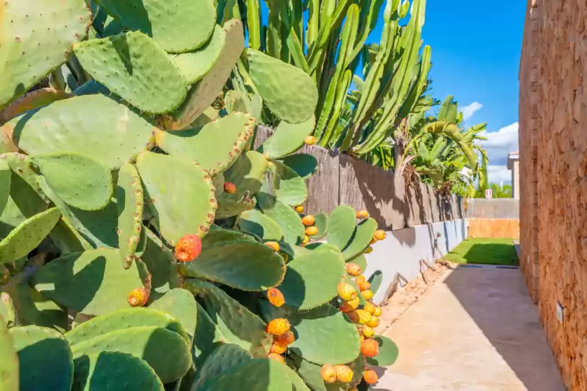Alquiler vacacional en Can bosquerró, sa Ràpita