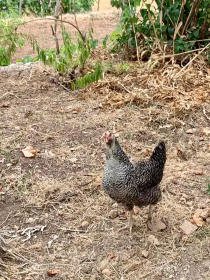 Holiday rentals in Can peñes, Andratx