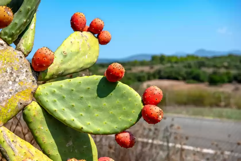 Alquiler vacacional en Sa franquesa vella - pau vivot, Vilafranca de Bonany