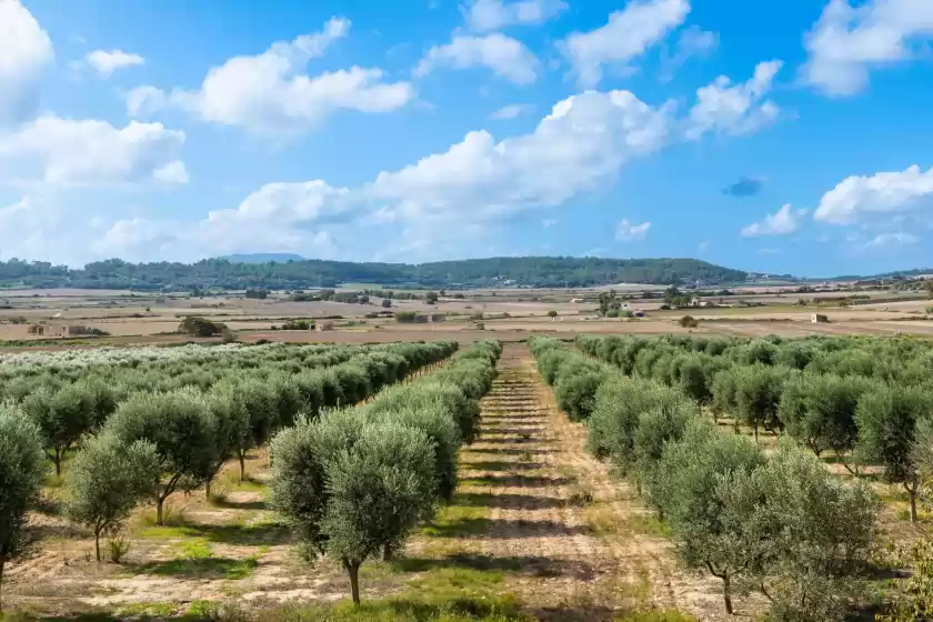 Holiday rentals in Gossalba - estandard, Sant Joan